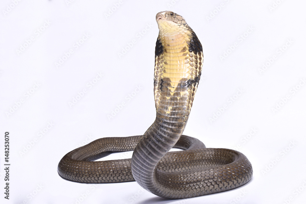 Naklejka premium Kobra królewska (Ophiophagus hannah)