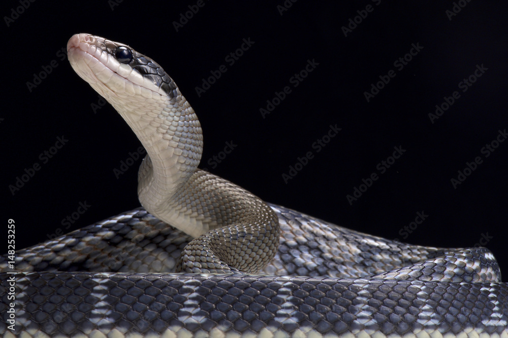 Naklejka premium Blue beauty rat snake (Orthriophis taeniurus)