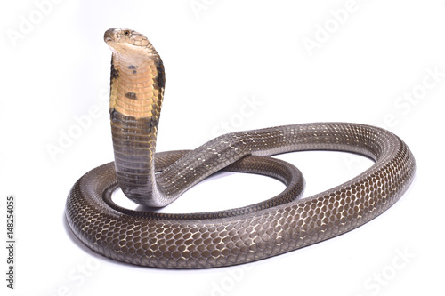 King cobra (Ophiophagus hannah)