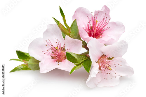 Tablou pe pânză Almond flowers