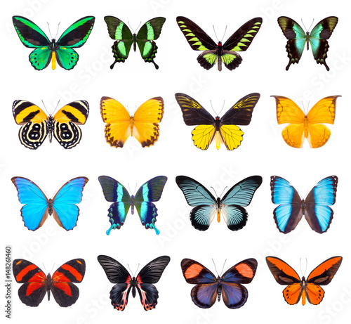 Set of beautiful and colorful butterflies isolated on white.