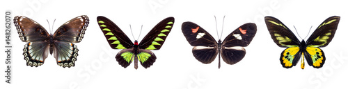Set of four colorful and beautiful butterflies isolated on white. photo
