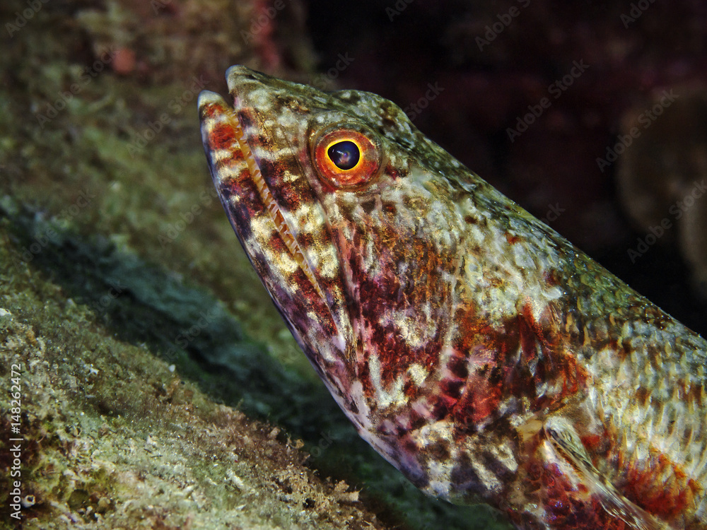 Reef Lizardfish, Riff-Eidechsenfisch (Synodus variegatus) Reef Lizardfish, Riff-Eidechsenfisch (Synodus variegatus)