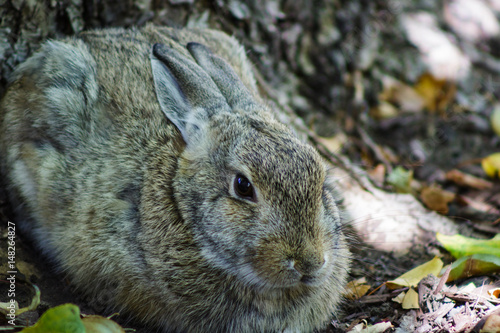 Full body portrait of a cute bunny rabbit