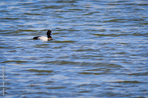 Lesser Scaup duck swimming on the lake