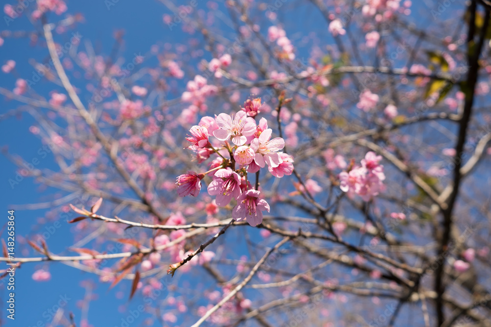 Wild Himalayan Cherry with blue sky and cloud background. Thai sakura blooming during winter in Thailand Wild Himalayan Cherry with blue sky and cloud background. Thai sakura blooming during winter in Thailand