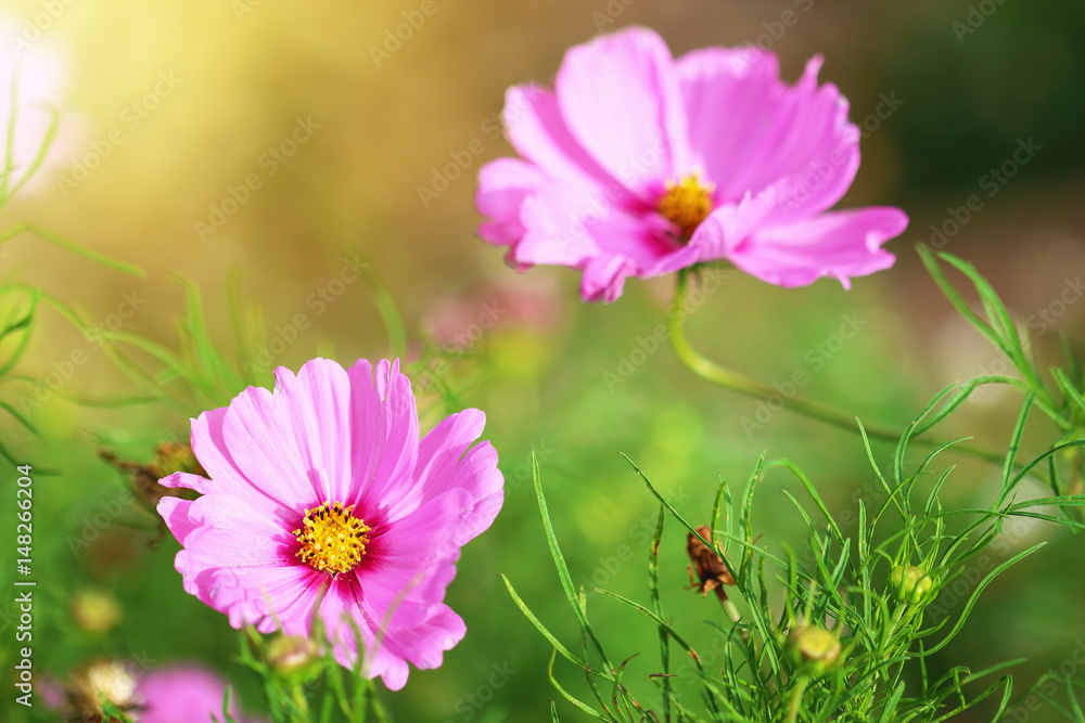 beautiful cosmos flowers on green blur background beautiful cosmos flowers on green blur background
