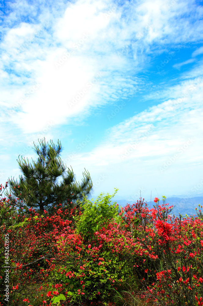 Blossoming azalea flowers scenery Blossoming azalea flowers scenery