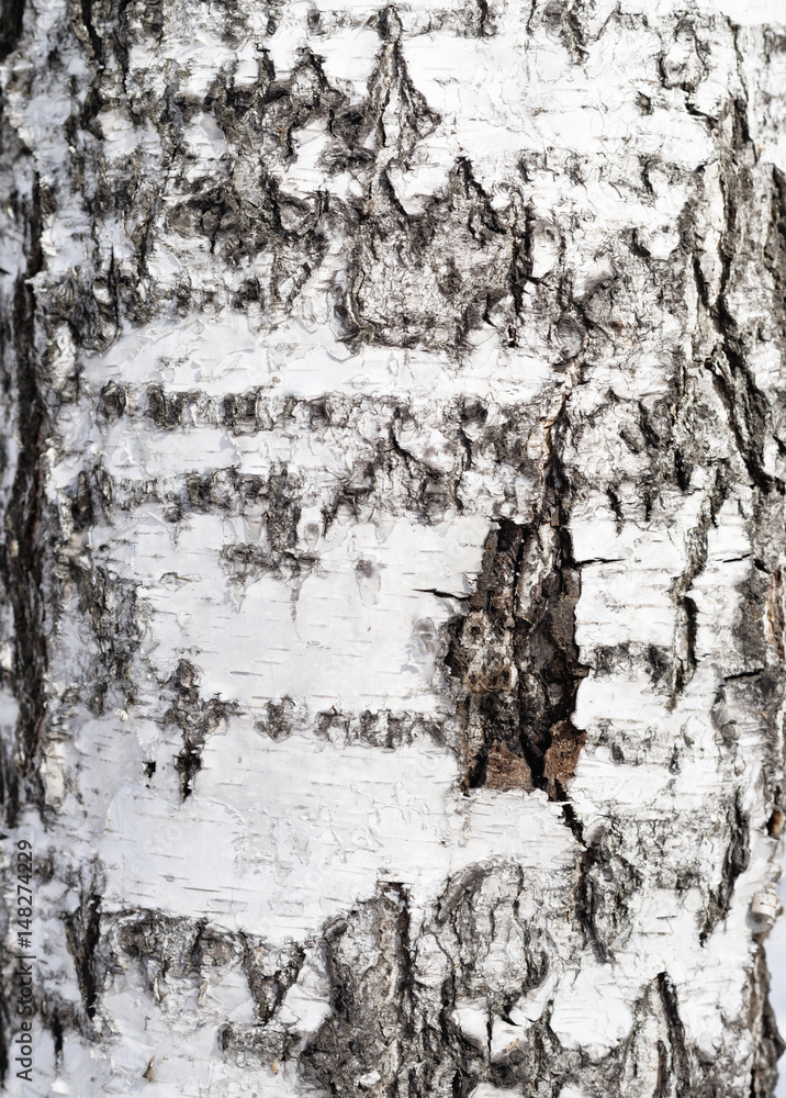 Obraz premium birch bark