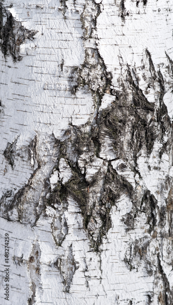 Fototapeta premium birch bark