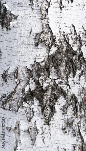 Wallpaper Mural birch bark Torontodigital.ca