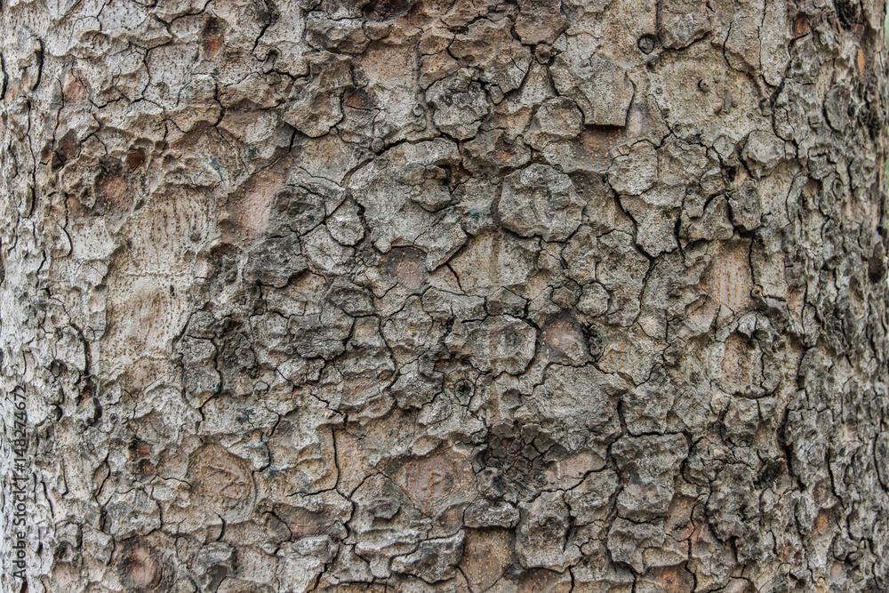 Bark texture background Bark texture background