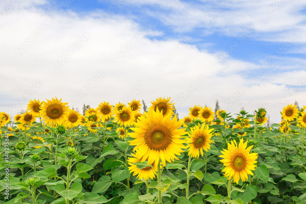 Sunflower field Sunflower field