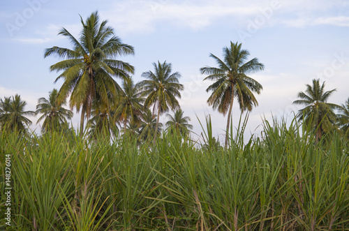 Beautiful tropical landscape of a palm tree in a grass against the background of the sky 