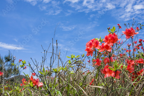 Blossoming azalea flowers with blue sky background 