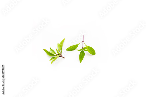 Fresh branch with leaves of organic thai basil seen from above isolated on a white background © ydumortier