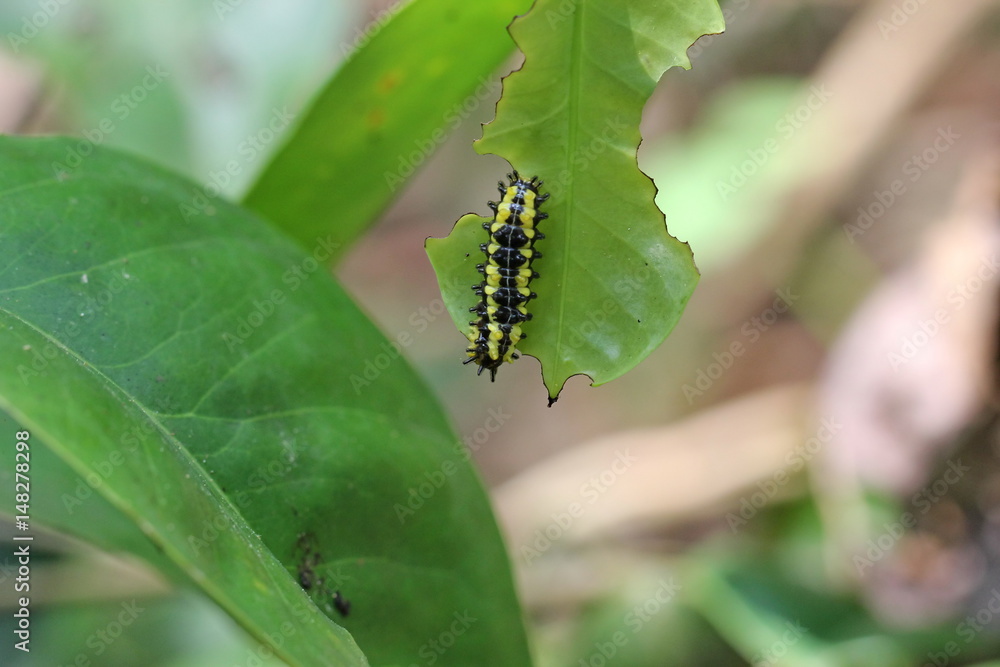 Naklejka premium carterpillar