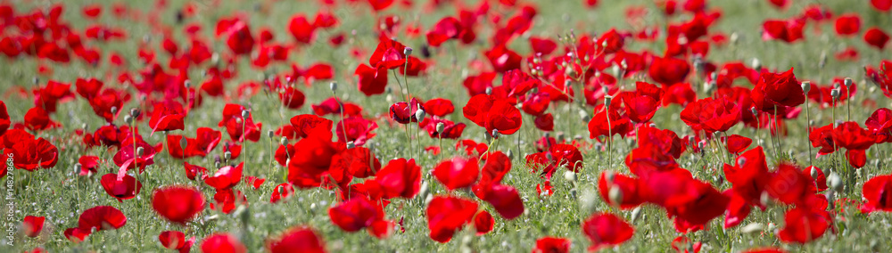 Naklejka premium Flowers