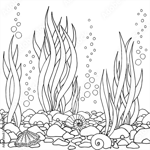 Hand drawn vector seaweed, seashells, stones. Beautiful hand drawn Aquarium. Black and white drawing by hand. Line art. 