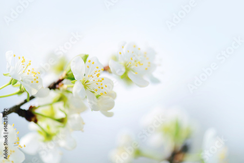 Flowers bloom on a branch of plum. Soft focus © nmelnychuk