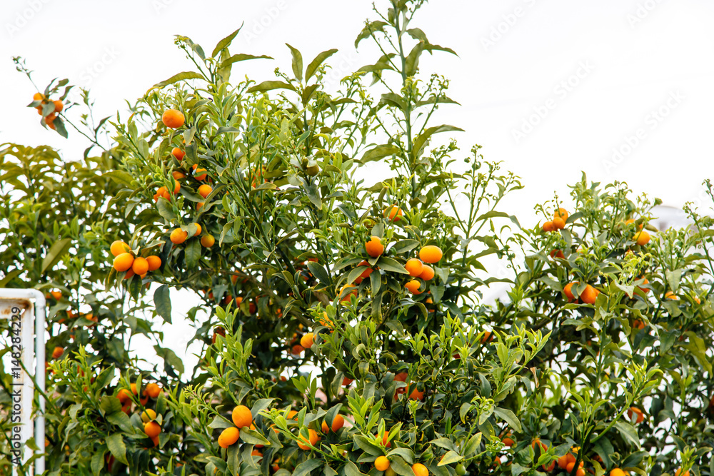 Wild tangerines grow on a tree in the street.