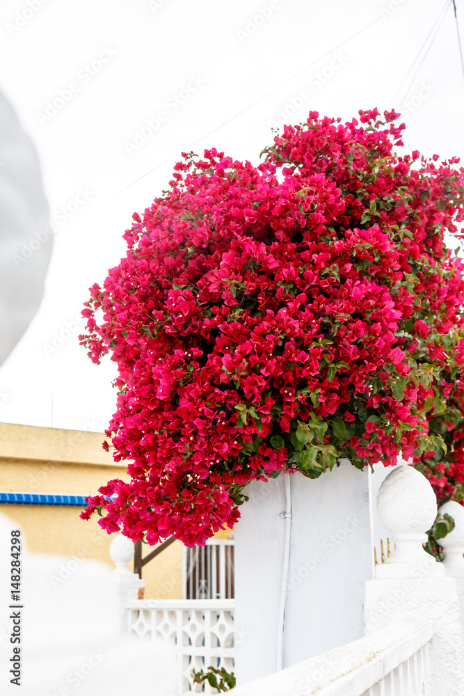 Fototapeta premium Shrubs Bougainvillea bloom against a white stone wall. Summer, Spain, hot.