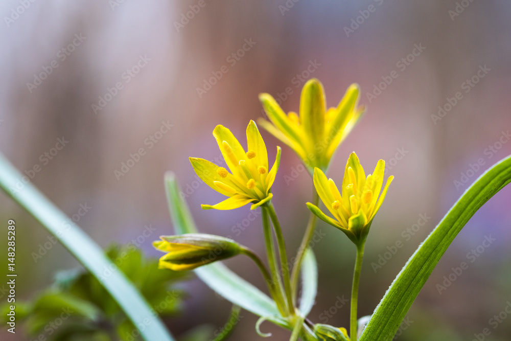 Obraz premium Springtime flowers closeup