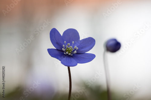 Blue anemone closeup