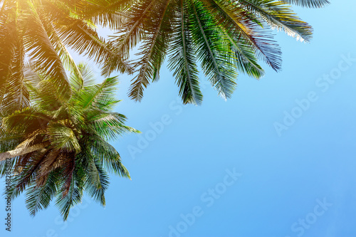 Palm tree on sky background