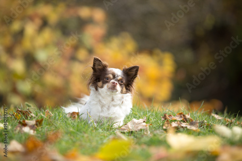 Chihuahua Herbst