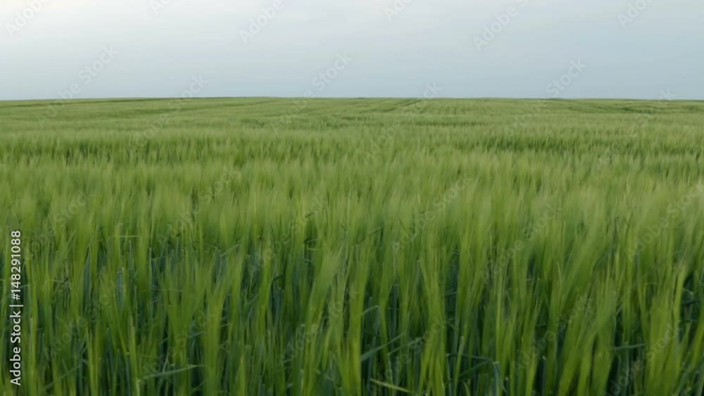 Green wheat fields in the wind. Selective focus Green wheat fields in the wind. Selective focus