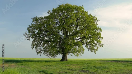 Beautiful tree in the middle of the field