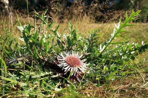 Flowers of Stemless Carline Thistle (Carlina acaulis). It is also known as Dwarf carline thistle, Silver thistle, Hunter's bread, Pane degli Alpini