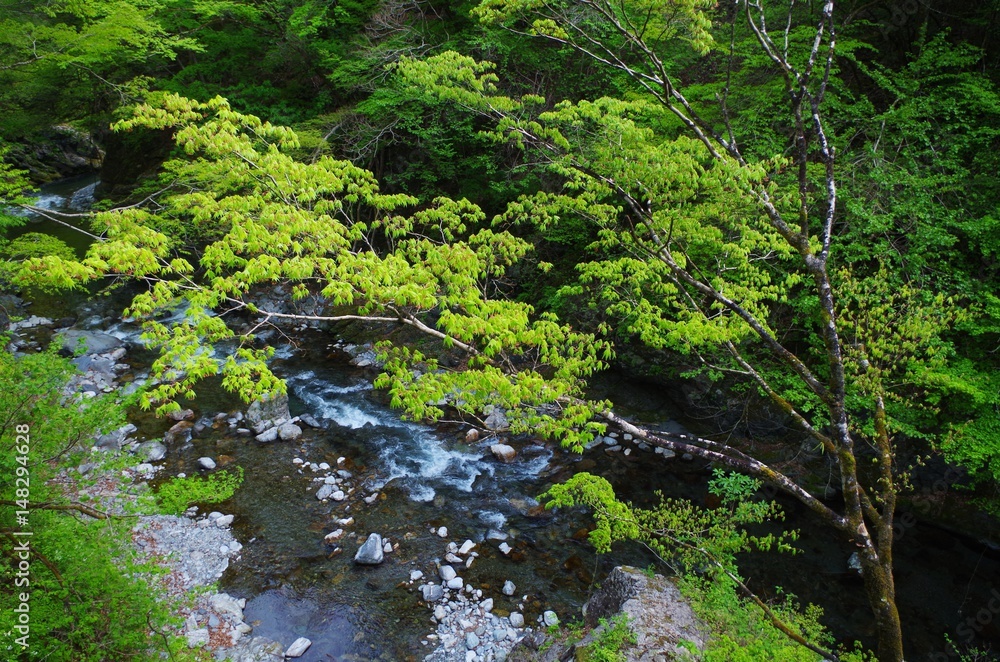 清流と木々