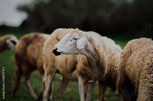 Flock of sheep graze green grass