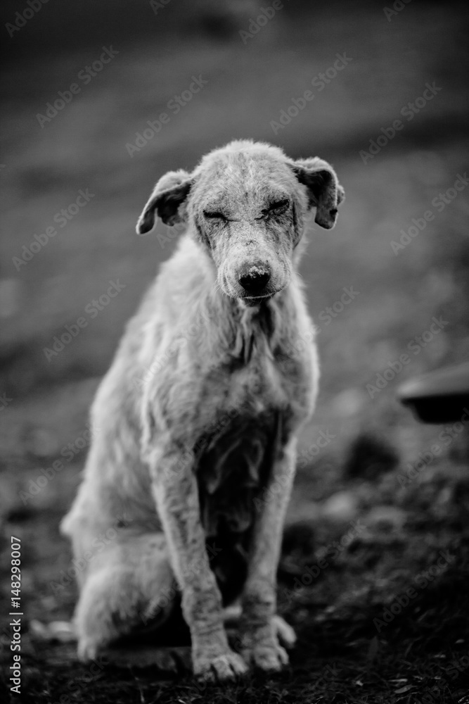 Black and white dog sales missing