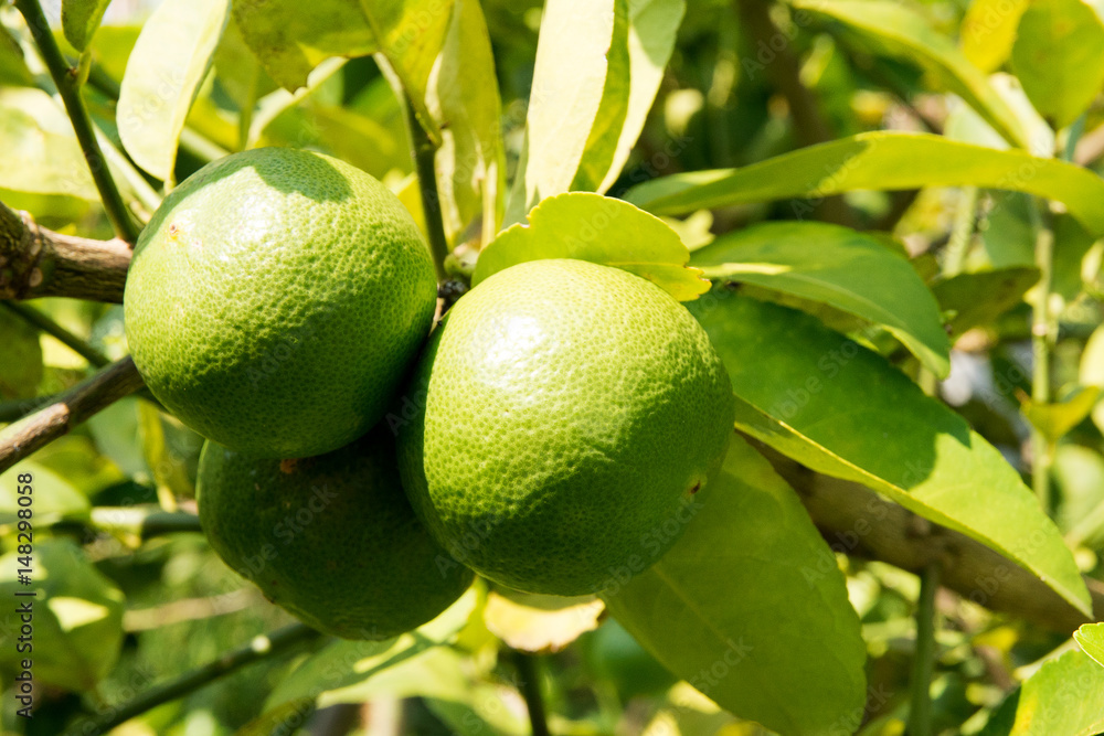 green lemon - lemon tree - limes - lime tree