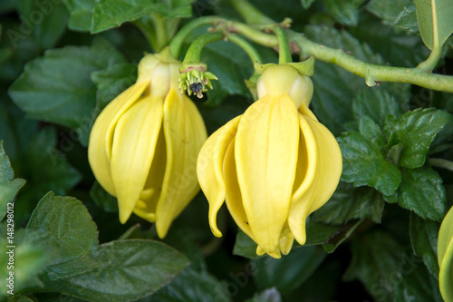 Ylang ylang flower (Cananga odorata)