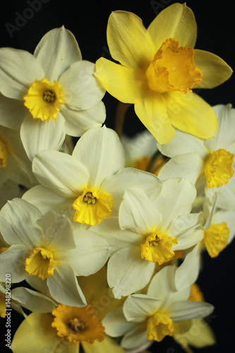 Fototapeta Naklejka Na Ścianę i Meble -  Close up narcissus on black background