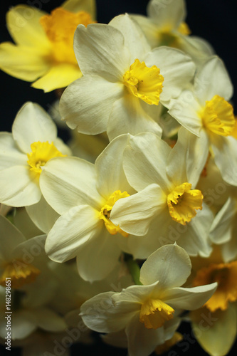 Bouquet of daffodils on black background