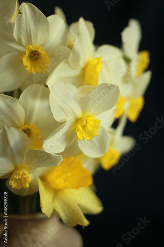 Fototapeta Naklejka Na Ścianę i Meble -  Close up bouquet of daffodils in vase on black background