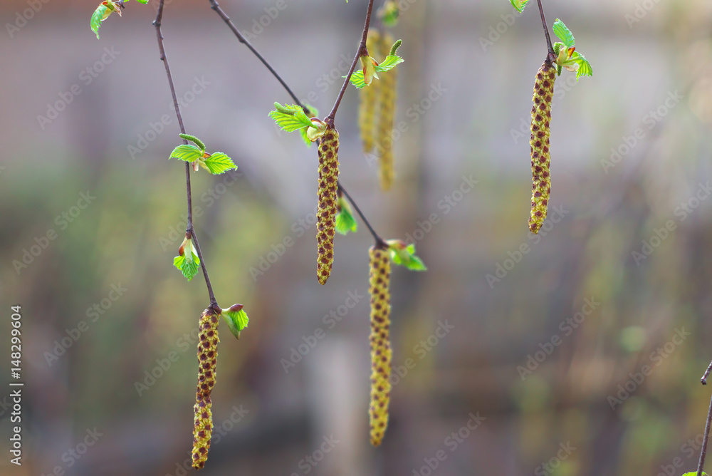 Birch catkins on a branch closeup spring. Birch bud (Alnus, Alder, Betulaceae) on a nature spring background Birch catkins on a branch closeup spring. Birch bud (Alnus, Alder, Betulaceae) on a nature spring background