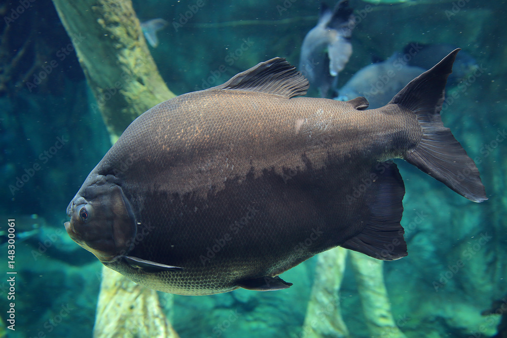 Fototapeta premium Gray big fish deep in the blue sea under water.