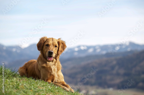 Golden Retriever