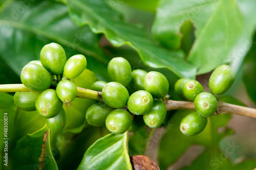  Unripe coffee beans on the branch