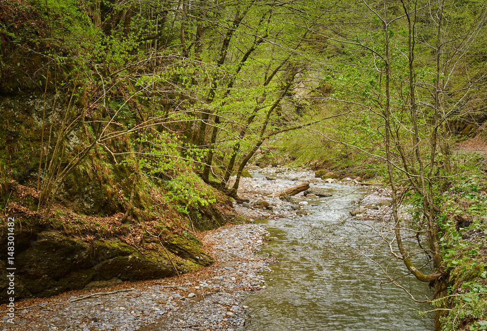 Mountain river through forest Mountain river through forest