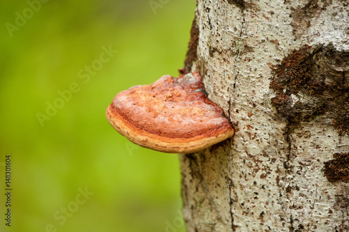 Red tinder on a tree bark