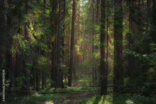 Sunlight illuminates the path in a dense forest