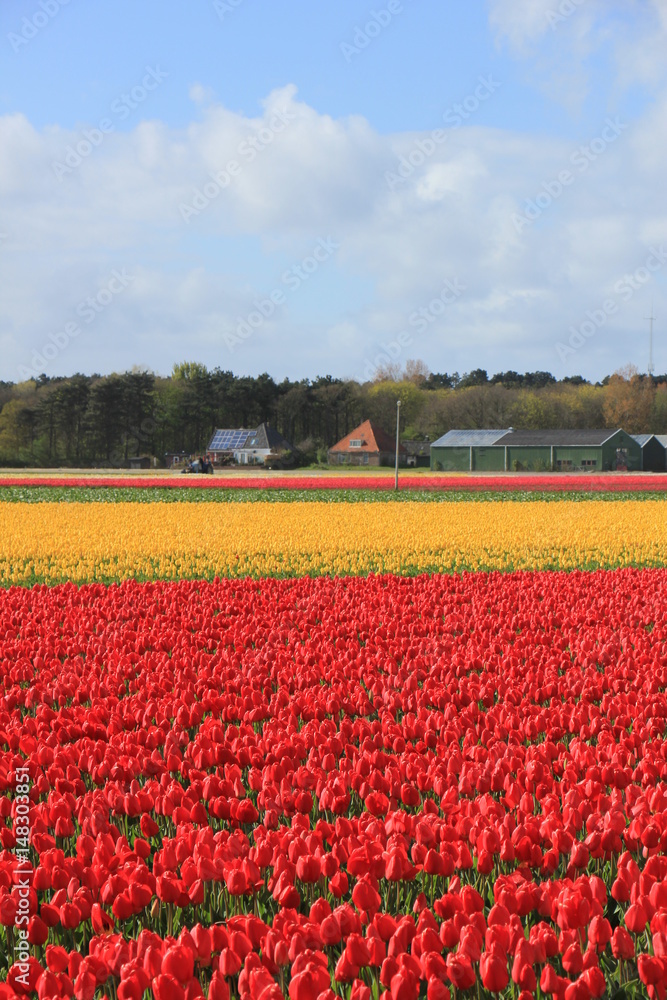 Fototapeta premium Tulips in a field