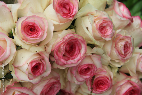 Pink wedding roses © Studio Porto Sabbia
